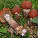 Vrganji i vrganji: kako očistiti, oprati i potopiti